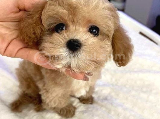 Mini Boy Maltipoo Yavrularımız görsel