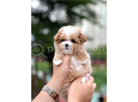 Mini Boy Maltipoo Yavrularımız