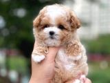 Mini Boy Kg Garantili Maltipoo Yavrularımız