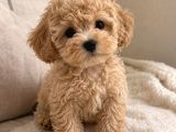 Mini Boy Kg Garantili Maltipoo Yavrularımız