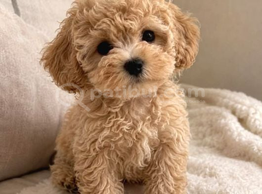 Mini Boy Kg Garantili Maltipoo Yavrularımız görsel