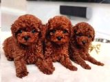 Toy Poodle Red Brown Yavrularımız Ped Eğitimli