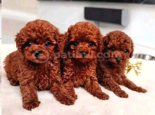 Toy Poodle Red Brown Yavrularımız Ped Eğitimli