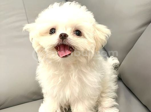 Orijinal kore maltesse yavrularımız kg garantili