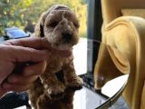 Türkiyenin En Güzel Core Toy Poodle Bebekleri