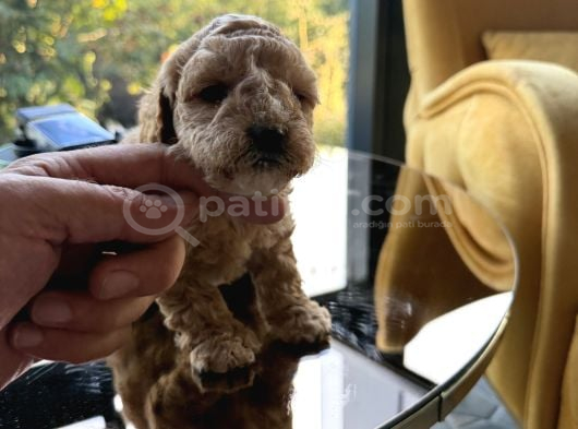 Türkiyenin En Güzel Core Toy Poodle Bebekleri görsel
