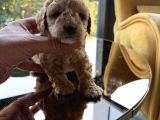 Türkiyenin En Güzel Core Toy Poodle Bebekleri