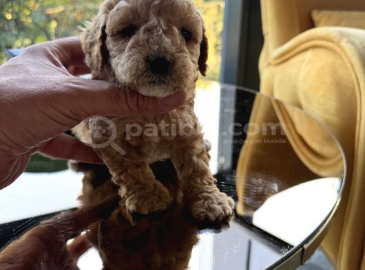 Türkiyenin En Güzel Core Toy Poodle Bebekleri görsel