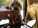 Türkiyenin En Güzel Core Toy Poodle Bebekleri