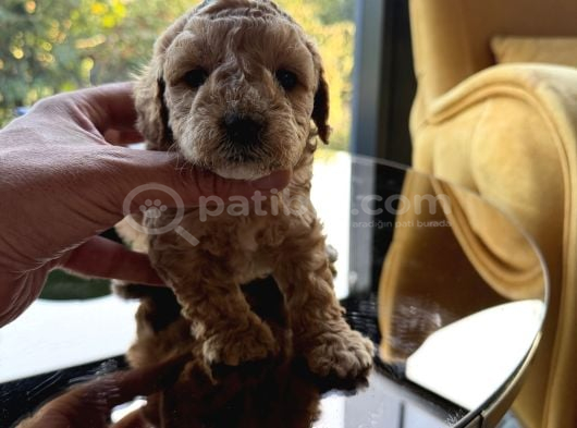 Türkiyenin En Güzel Core Toy Poodle Bebekleri görsel