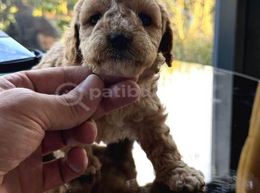 Türkiyenin En Güzel Core Toy Poodle Bebekleri