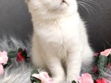 Muhteşem Kalitede Scottish Fold