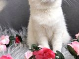 Muhteşem Kalitede Scottish Fold