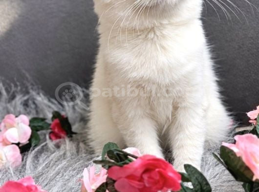 Muhteşem Kalitede Scottish Fold görsel