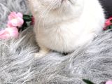 Muhteşem Kalitede Scottish Fold