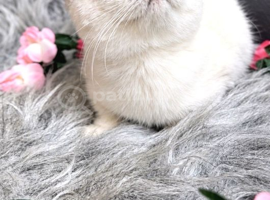 Muhteşem Kalitede Scottish Fold görsel