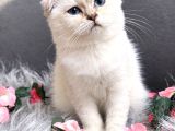 Muhteşem Kalitede Scottish Fold