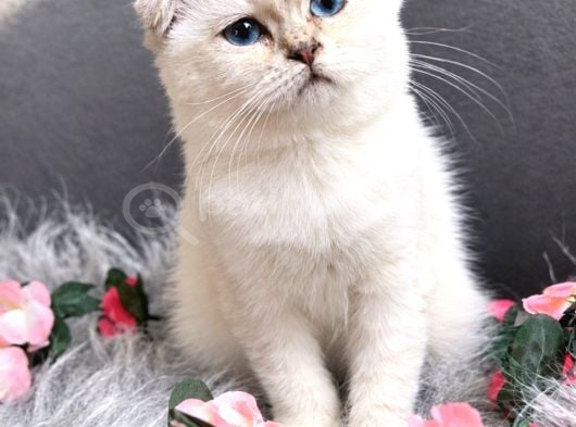 Muhteşem Kalitede Scottish Fold