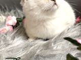Muhteşem Kalitede Scottish Fold