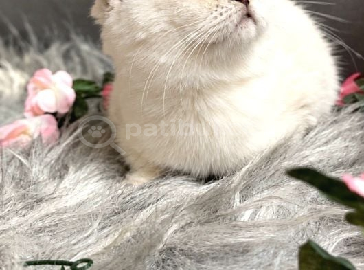 Muhteşem Kalitede Scottish Fold görsel