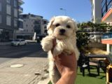 En Mi̇ni̇k Safkan Maltese Bebekler