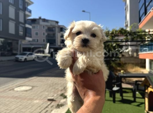 EN MİNİK SAFKAN MALTESE BEBEKLER