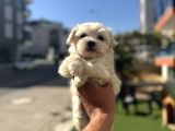 En Mi̇ni̇k Safkan Maltese Bebekler