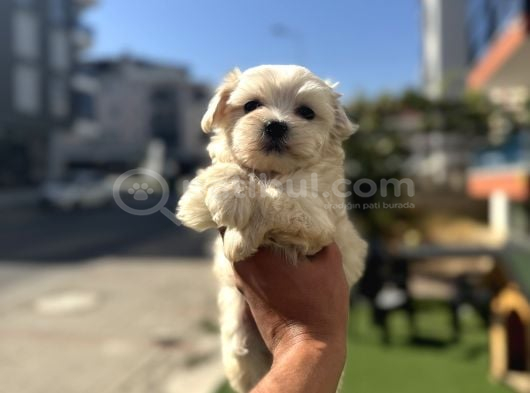 En Mi̇ni̇k Safkan Maltese Bebekler görsel