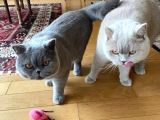 Ev Ortamından Gerçek Lilac-Fawn British Shorthair Yavruları