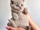 Ev Ortamından Gerçek Lilac-Fawn British Shorthair Yavruları
