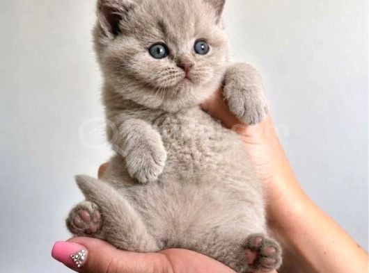 Ev Ortamından Gerçek Lilac-Fawn British Shorthair Yavruları görsel