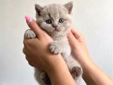 Ev Ortamından Gerçek Lilac-Fawn British Shorthair Yavruları