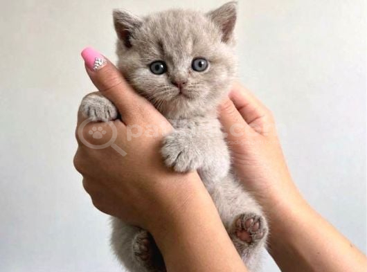 Ev Ortamından Gerçek Lilac-Fawn British Shorthair Yavruları
