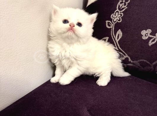 Top Suratlı British Golden Point Longhair Yavrularım görsel