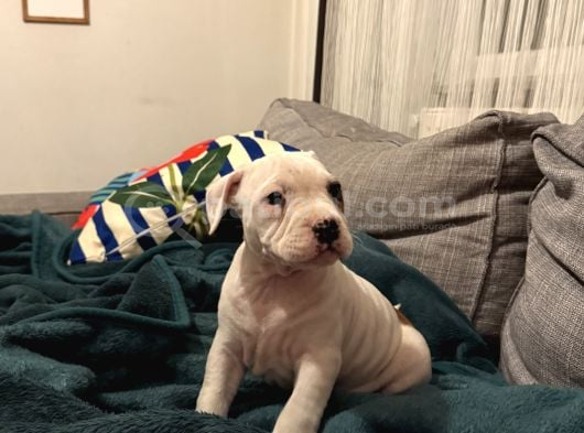 Bully Bebekler görsel