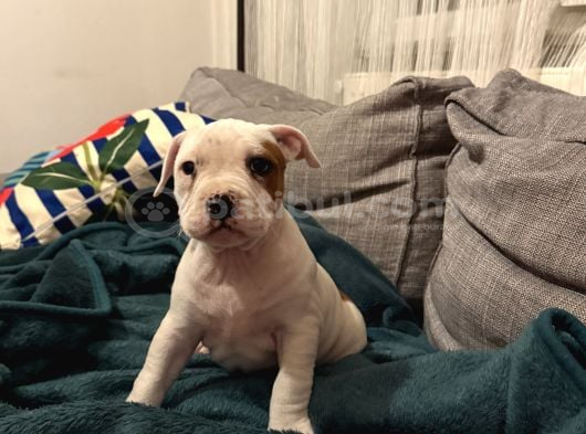 Bully Bebekler
