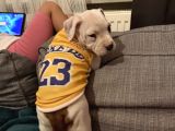 Bully Bebekler