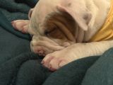 Bully Bebekler