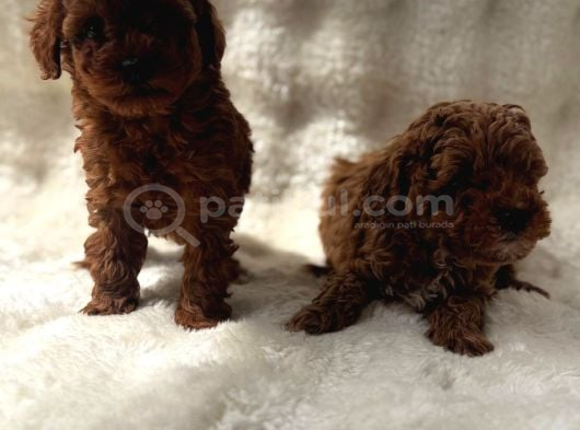 Anne Altından Poodle Bebekler görsel