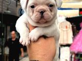 Sevimli Korsan Maskeli French Buldog Bebekler