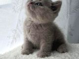Ev Ortamından Gerçek Lilac-Fawn British Shorthair Yavruları