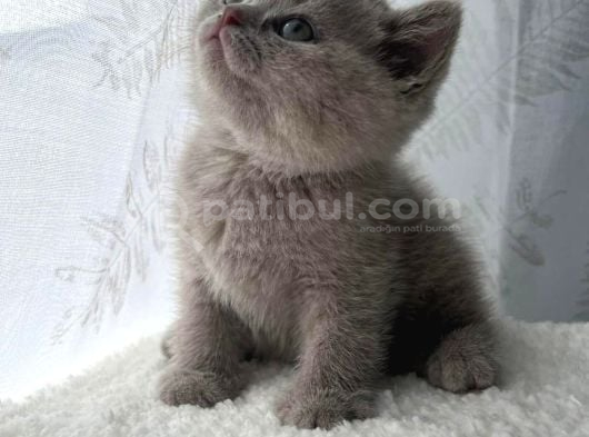 Ev Ortamından Gerçek Lilac-Fawn British Shorthair Yavruları görsel