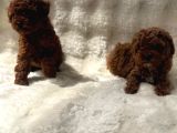 Anne Altından Poodle Bebekler
