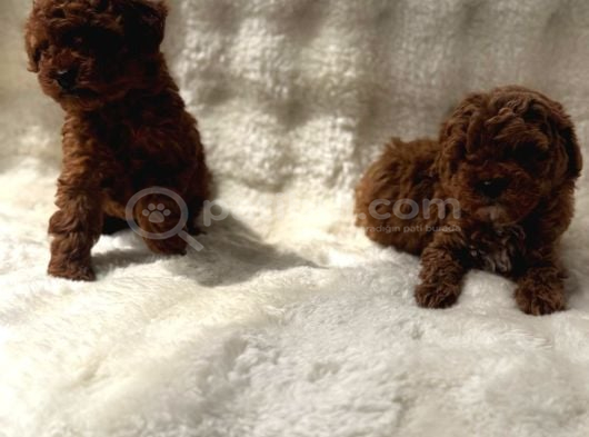 Anne Altından Poodle Bebekler görsel