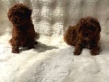 Anne Altından Poodle Bebekler