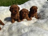 Anne Altından Kilo Garantili Poodle Bebekler