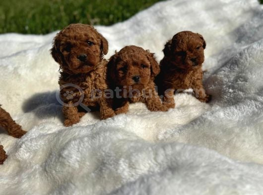 Anne Altından Kilo Garantili Poodle Bebekler görsel