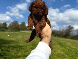 Anne altından kilo garantili poodle bebekler