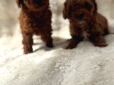 Anne Altından Poodle Bebekler