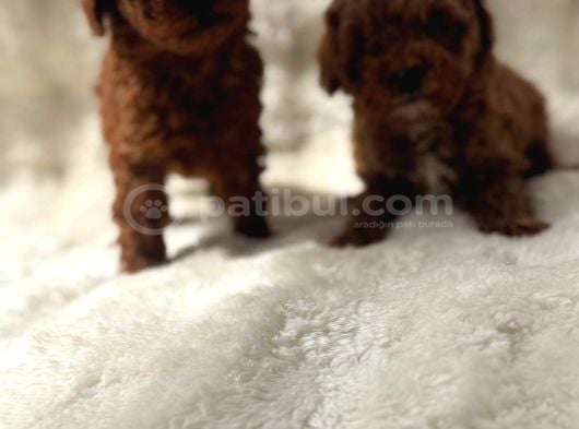 Anne Altından Poodle Bebekler görsel